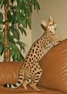 Savannah cat - Wikipedia