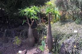 Der botanische garten im norden von gran canaria mit seiner vielfalt an palmen und kakteen, besucht von mopa und satya im dezember 2017, musik slow motion. Jardin Canario Der Botanische Garten In Las Palmas La Vida Canaria