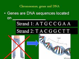 The dna molecule is a long, coiled double helix that resembles a spiral staircase. Biology 30 Cell Division Where Is Dna Found
