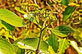 Image result for Trichocladus ellipticus