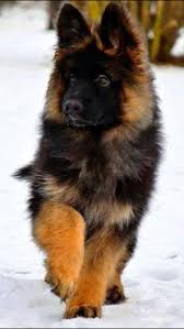 Long Hair German Shepherd Puppy Makes Me Miss My Sweet Girl Beautiful German Shepard Puppies German Shepherd Dogs Shepherd Puppies