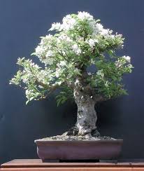 White Azalea Bonsai Bonsai Pinterest Bonsai Baum Bonsai Fliederbaum