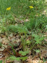 Image result for Ranunculus multifidus
