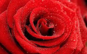 صور ورد أحمر رائعة أجمل صور من الورد الأحمر الجميل red flower wallpaper rose flower wallpaper red roses