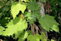 Image result for Obetia