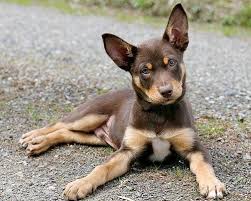 Australian Kelpie Puppies Grant And I Just Had 6 Last Week Can T Wait For Them To Open Their Eyes With Images Australian Kelpie Dog