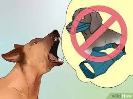 Your dog barking at strangers incessantly can become stressful for both you and your pet. 3 Ways To Stop Your Dog From Barking At Strangers Wikihow