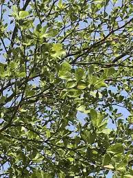 Image result for Terminalia neotaliala