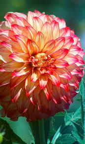 Original modern abstract acrylic painting by michael h. Pin On Dahlias Dazzling