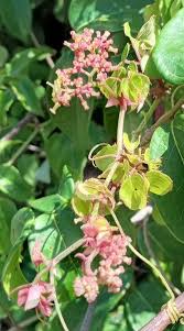 Image result for Cyphostemma adenocaule