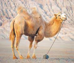 Daily briefing (includes weather, traffic and news): Camels