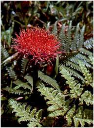 Image result for Gladiolus unguiculatus