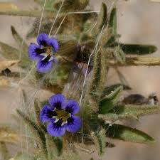 Image result for Aptosimum