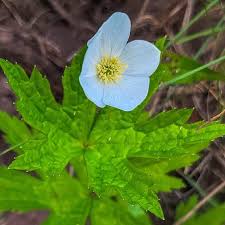 Image result for Ottelia cylindrica