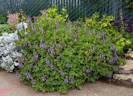 Image result for Coleus neochilus