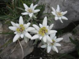 Edelweiss Seltene Blumen Exotische Blumen Wildblumen
