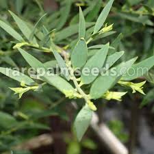 Image result for Nageia nagi