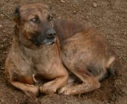 Finde kleinanzeigen zum thema pastoren bei deinetierwelt! Dogo Sardo Sardische Schaferhund Hunderassen