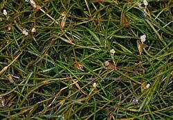 Image result for Potamogeton octandrus