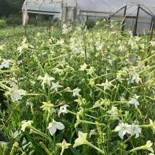 Image result for Nicolasia coronata