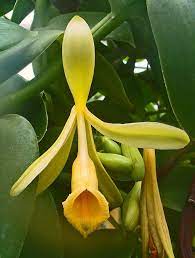 Vanilla Planifolia Orchidaceae Flat Leaved Vanilla Tahitian Vanilla West Indian Vanilla Flower Beautiful Orchids Orchids Orchid Flower