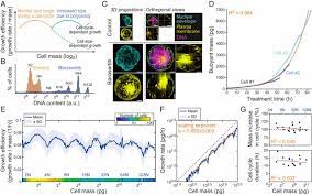 Check spelling or type a new query. Mass Measurements During Lymphocytic Leukemia Cell Polyploidization Decouple Cell Cycle And Cell Size Dependent Growth Pnas