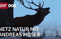 Moser mit einem neuen moderator zu ersetzen, komme ebenfalls nicht infrage. Schweizerischer Nationalpark 100 Jahre Einsamkeit Netz Natur Mit Andreas Moser Doku Srf Dok Jetzt 100 Gratis Streamen