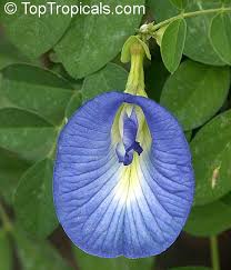 Image result for Clitoria
