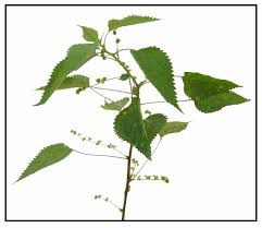 Image result for Boehmeria nivea