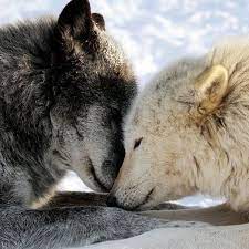 2 167 Me Gusta 14 Comentarios Poisonwolf Xd Poisonwolf En Instagram Wolves In Love 1 Photo By Gr Wolf Conservation Center Wolf Dog Wolf Spirit Animal