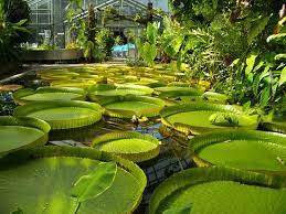 Der botanische garten bonn ist einer der schönsten botanischen gärten deutschlands. Unternehmung Mit Freunden Und Fotoshooting Botanische Garten Der Universitat Bonn Bonn Reisebewertungen Tripadvisor