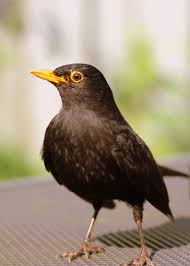 Deterrents frighten birds away using visual repellents and noisemakers. There S A Bird In My House Debugged