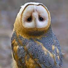 Animals | Photography | Nature On Instagram: “Who? 🦉 It's A Myth That Owls  Can Rotate Their Heads 360 Degrees. The Birds Ca… | Owl Pictures, Cute  Animals, Barn Owl