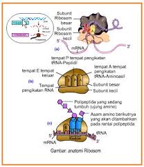 Soal Biologi Substansi Genetika Dan Genetika Yuktheory