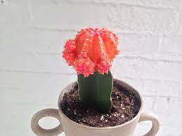 That special hybrid has no chlorophyll so. Plant Of The Month Red Ball Cactus Fern Fossil