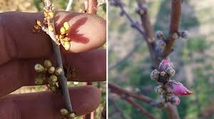 Should fruit trees be covered in freezing temps?. Late Frost Here Are Some Tips For Protecting Fruit Trees