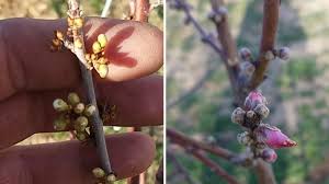 Van gogh flowering plum tree after hiroshige fine art greeting card plus envelope blank inside. Late Frost Here Are Some Tips For Protecting Fruit Trees