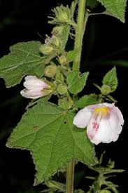 Image result for Pavonia columella