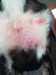 kopeklerde uyuz kopekler ve kediler