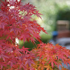 もみじ 紅葉 盆栽の育て方 盆栽妙