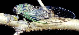 For locust i picture a large group of grasshoppers, but again sometimes the words are used interchangeably! Dog Day Cicadas Are Sounding Off In Wood County Bg Independent News