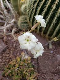 Image result for Pachypodium saundersii