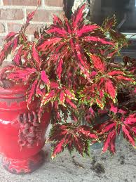 Image result for Coleus shirensis
