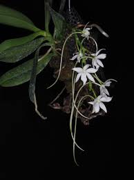 Image result for Aerangis ugandensis