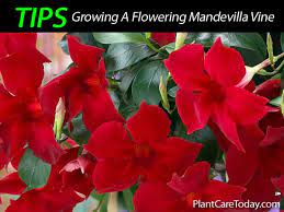 Learn how to care for them in the cold. Mandevilla Care How To Grow Colorful Mandevilla Trellis Vines