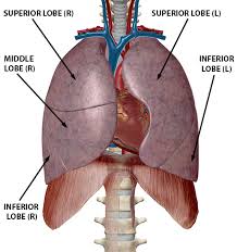 Ribs provide protection, but lung injuries can occur. Exploring Lung Pathologies With Physiology Pathology