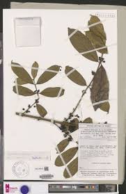 Image result for Pauridiantha dewevrei