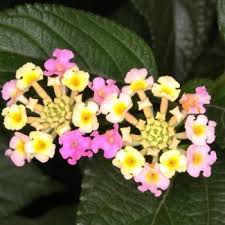 Lantana Lantana Camara Invasives Species South Africa Lantana Plants Lantana Camara