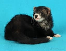 Black And White Ferret Pets Animals Facts Ferrets Patterns Mitts Come In Variety Of Colors Front Paws Back Paws Are White Normally White Bib Will Accompany Mitted Paws Som