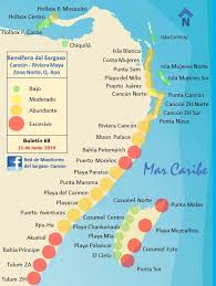 4 o 5 dias al minimo pero se esta incrementando, linealmente. Cancun Quintana Roo Red De Monitoreo Del Sargazo Cancun Facebook